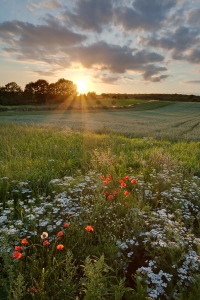 Koeheide