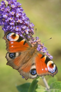 Macro